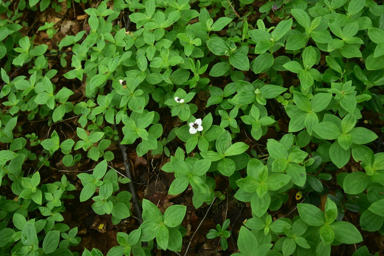 Изображение особи Chamaepericlymenum suecicum.