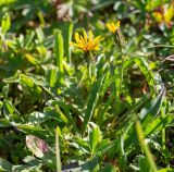 Crepis burejensis. Цветущее растение. Хабаровский край, р-н имени Лазо, массив горы Ко, выс. ≈ 1750 м н.у.м., высокогорная лужайка на месте снежника. 02.08.2026.