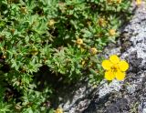 Dasiphora fruticosa