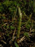 Equisetum sylvaticum