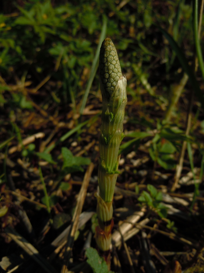 Изображение особи Equisetum sylvaticum.