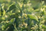 Aristolochia clematitis. Часть побега с цветками. Татарстан, окр. с. Камское Устье, дол. р. Волга, разнотравно-злаковый луг, заросли Aristolochia clematitis. 04.06.2026.
