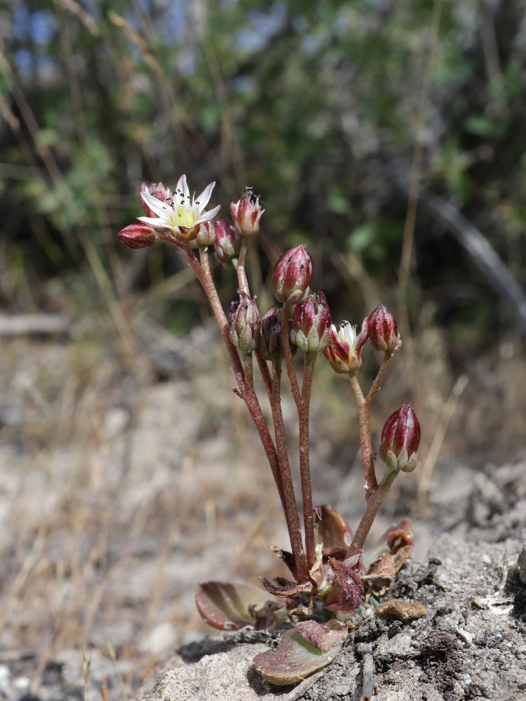 Изображение особи Rosularia alpestris.