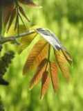Juglans regia