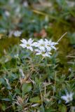 род Stellaria