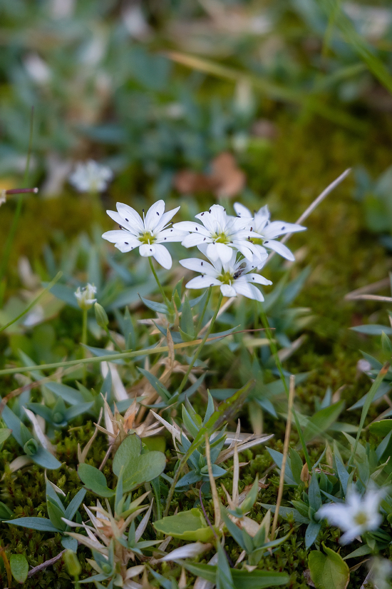 Изображение особи род Stellaria.