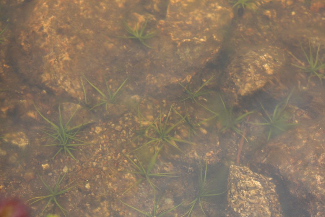 Image of Isoetes echinospora specimen.