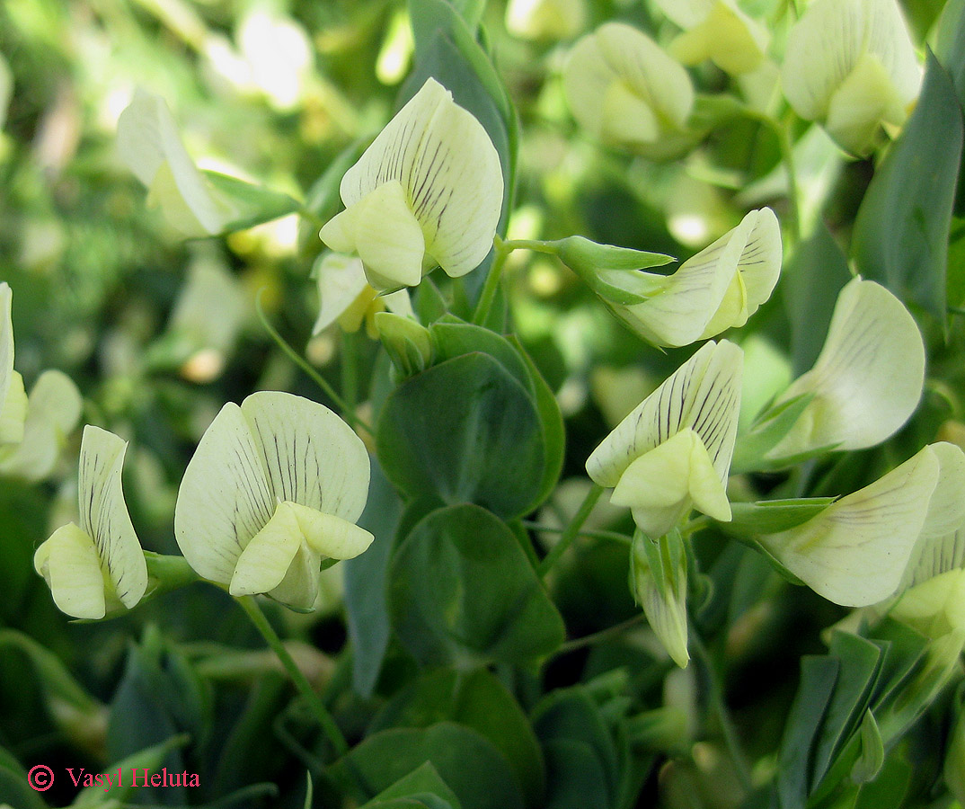 Image of Lathyrus aphaca specimen.