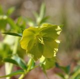 Helleborus orientalis. Цветок. Греция, Халкидики, берег реки Хавриас. 25.02.2009.