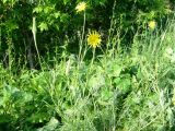 Tragopogon dubius подвид major