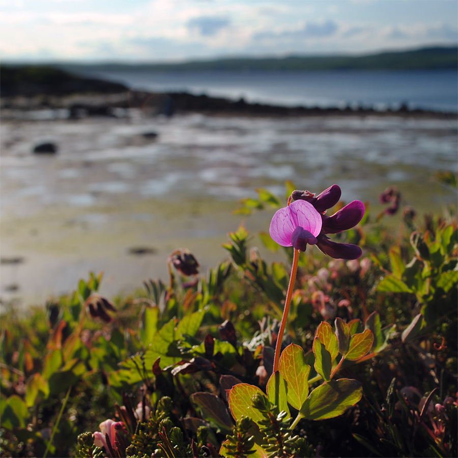Изображение особи Lathyrus japonicus ssp. pubescens.