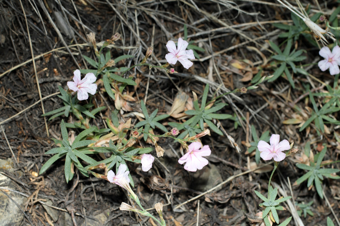 Изображение особи Acantholimon ekatherinae.