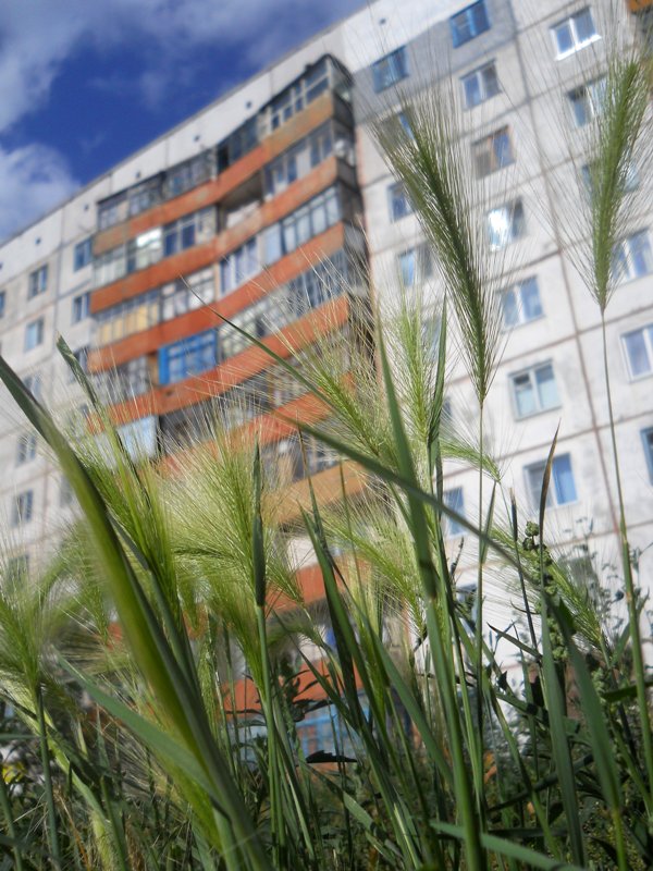 Image of Hordeum jubatum specimen.