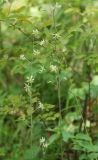 Zigadenus sibiricus