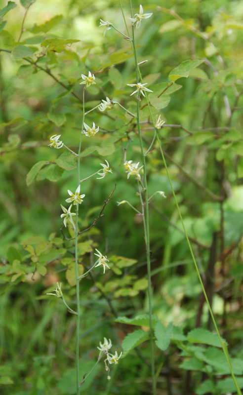 Image of Zigadenus sibiricus specimen.