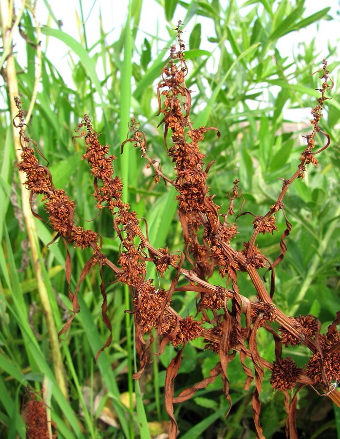 Image of Rumex rossicus specimen.