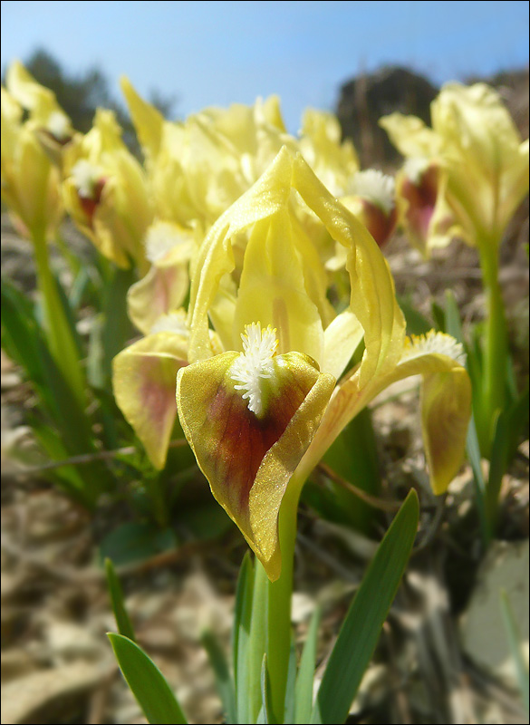 Image of Iris pumila specimen.