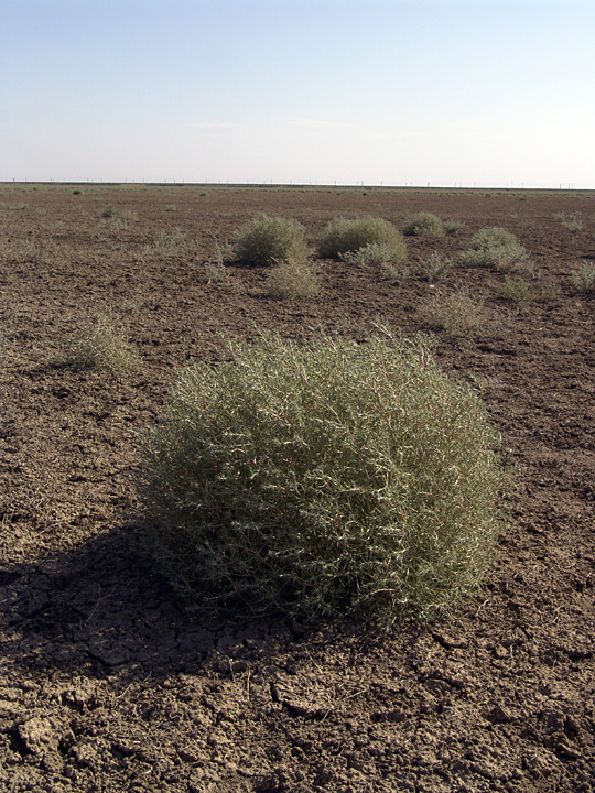 Image of genus Petrosimonia specimen.