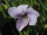 Viola palustris. Цветок. Нидерланды, провинция Drenthe, Langelo, заказник Broekland, заболоченный луг. 18 апреля 2010 г.