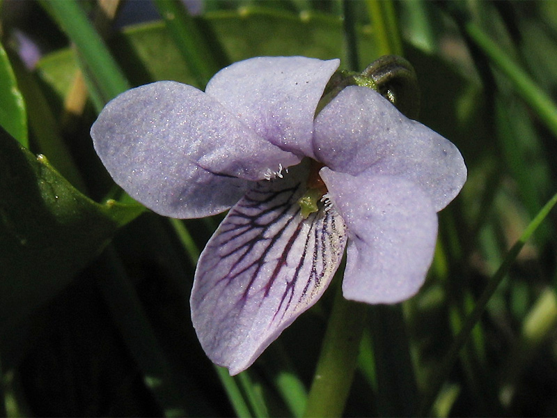 Image of Viola palustris specimen.