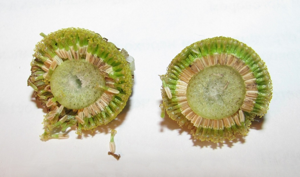 Image of Tripleurospermum inodorum specimen.
