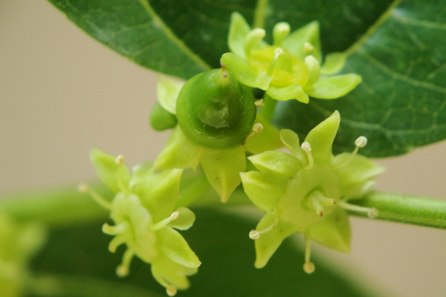 Image of Ziziphus jujuba specimen.