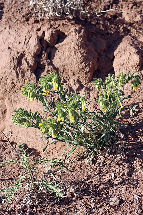 Изображение особи Onosma irritans.