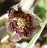 Asarum europaeum