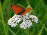 Achillea millefolium. Соцветие с кормящимся Червонцем огненным Lycaena virgaureae (Linnaeus, 1758). Московская обл., Одинцовский р-н, окр. ст. Полушкино. 18.06.2011.