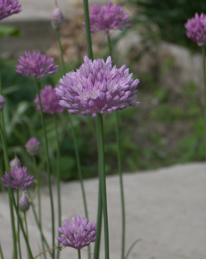 Image of Allium rubellum specimen.