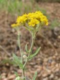 Achillea leptophylla. Верхушка цветущего растения. Украина, Донецкая обл., Тельмановский р-н, окр. с. Гранитное, балка Хан-Тарама. 13.06.2011.