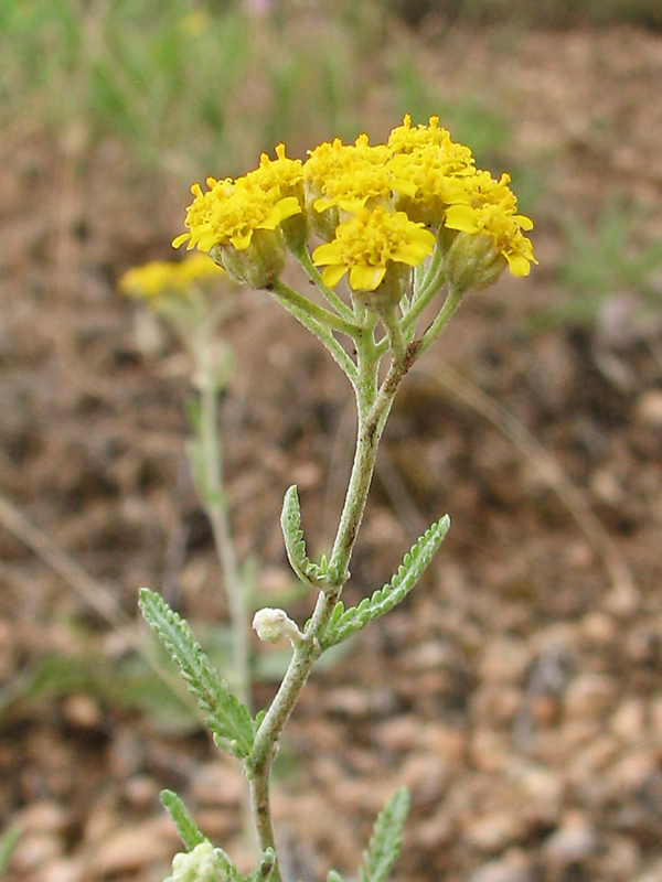 Изображение особи Achillea leptophylla.