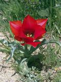 Tulipa greigii