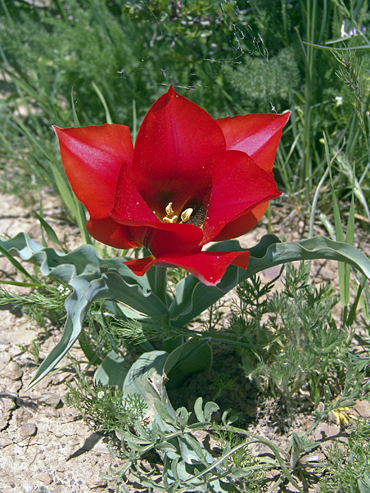 Image of Tulipa greigii specimen.