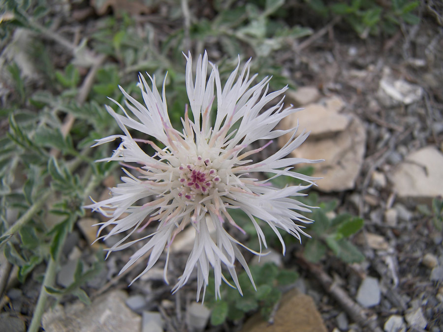 Image of Psephellus declinatus var. albus specimen.