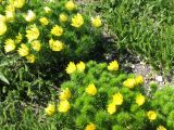 Adonis vernalis. Цветущие растения Керченский п-ов, Приазовье, Караларская степь. 24 апреля 2009 г.