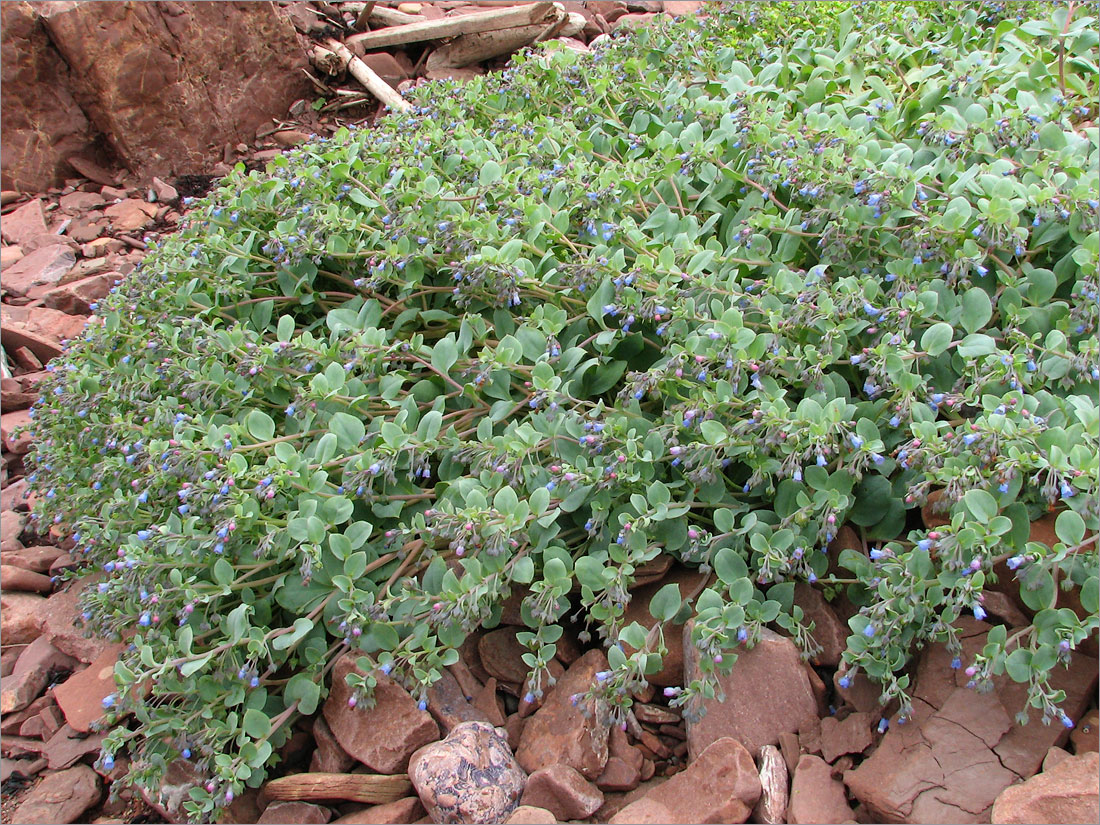 Изображение особи Mertensia maritima.