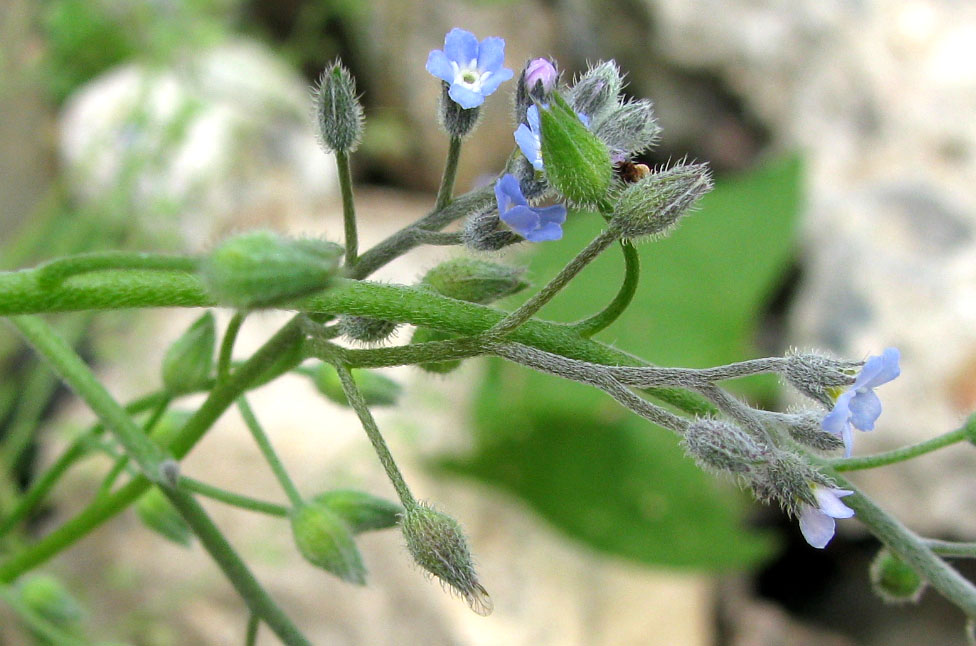 Изображение особи Myosotis arvensis.