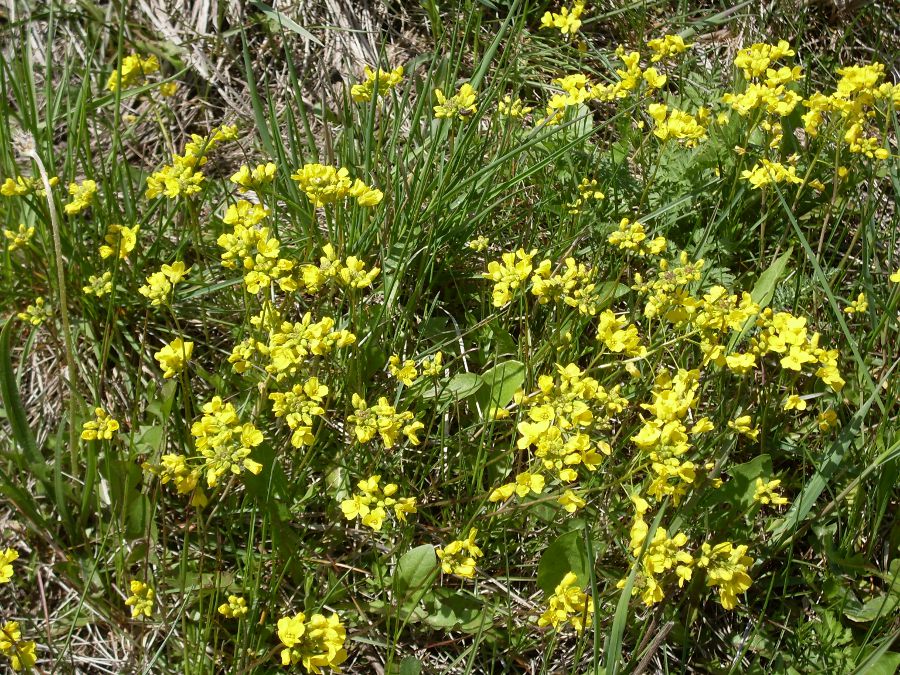 Image of Draba sibirica specimen.