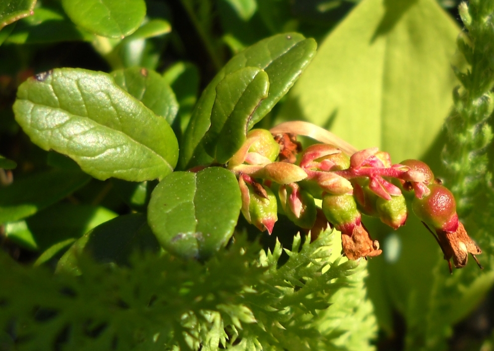 Image of Vaccinium vitis-idaea specimen.