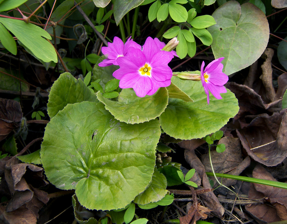 Image of Primula megaseifolia specimen.