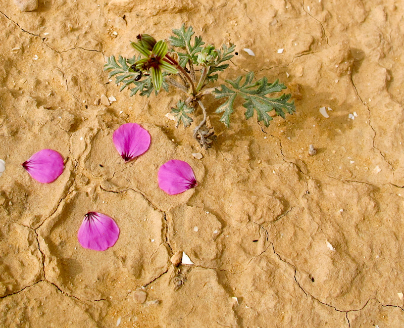 Image of Erodium crassifolium specimen.