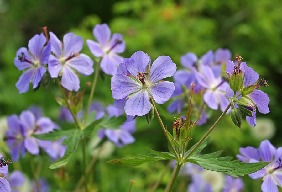 Image of Geranium erianthum specimen.