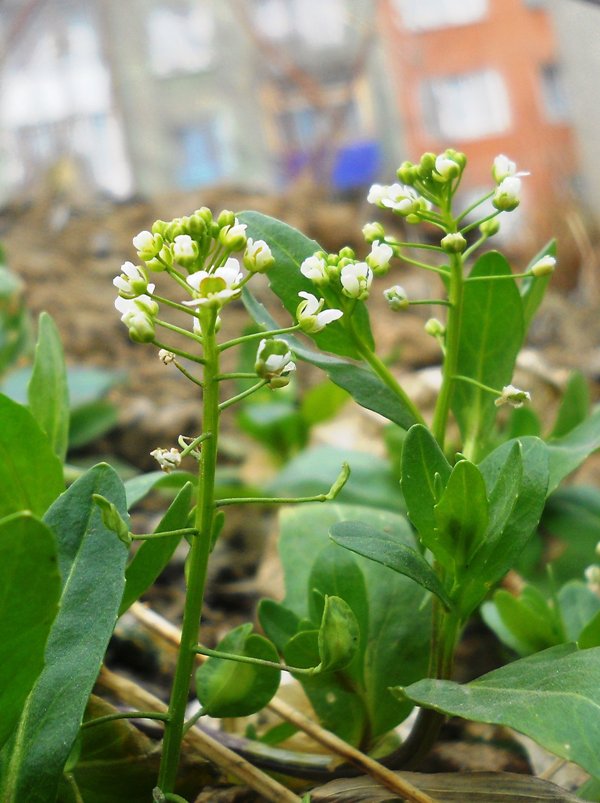 Image of Thlaspi arvense specimen.