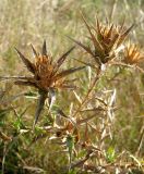 Carthamus lanatus