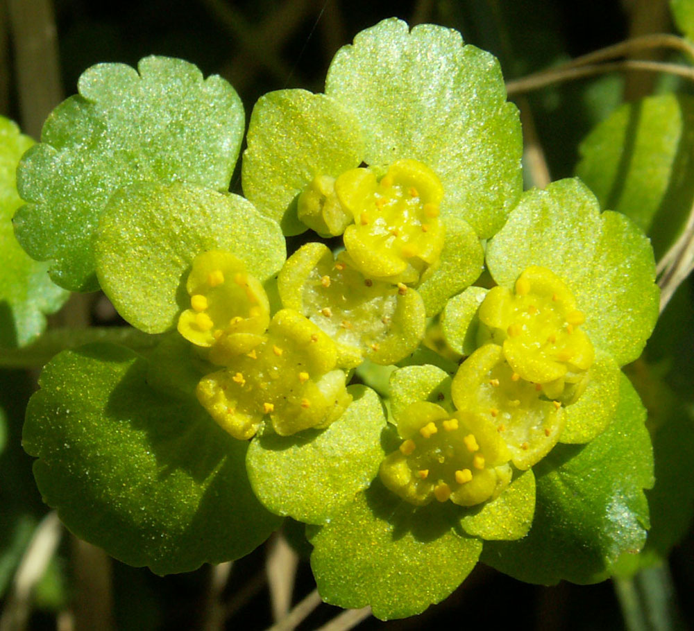 Изображение особи Chrysosplenium alternifolium.