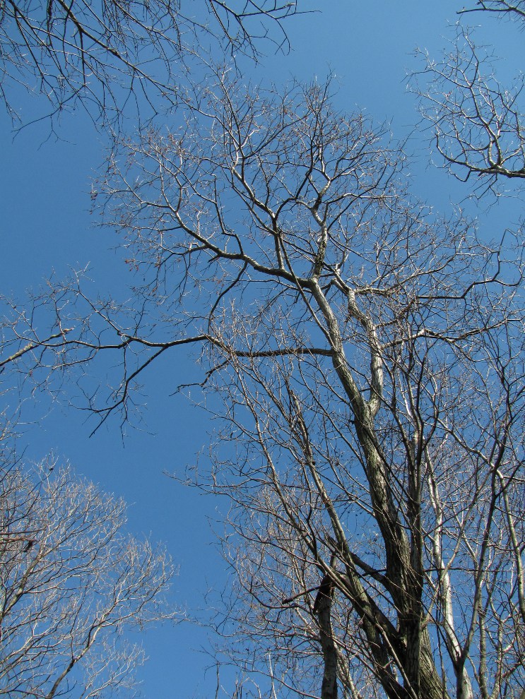 Image of Salix pentandra specimen.