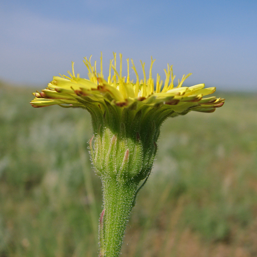 Image of Leontodon biscutellifolius specimen.