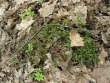 Anemone ranunculoides