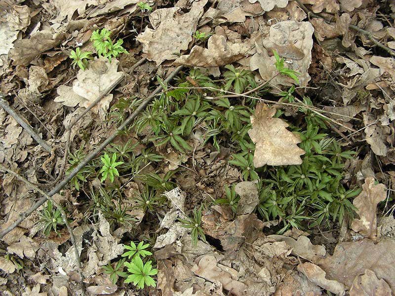 Image of Anemone ranunculoides specimen.